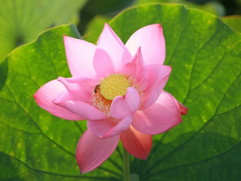 hoa sen hong co y nghia gi kham pha nhung thong diep sau sac