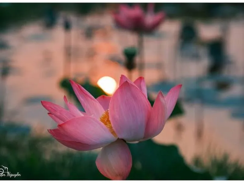 hoa sen hong co y nghia gi kham pha nhung thong diep sau sac