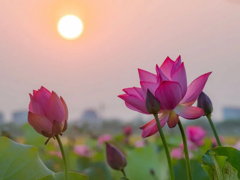 hoa sen hong co y nghia gi kham pha nhung thong diep sau sac
