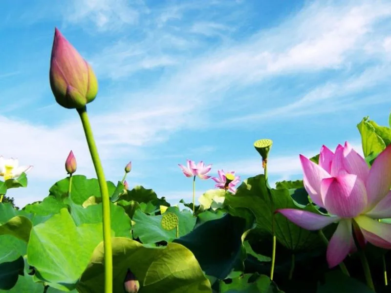hoa sen hong co y nghia gi kham pha nhung thong diep sau sac