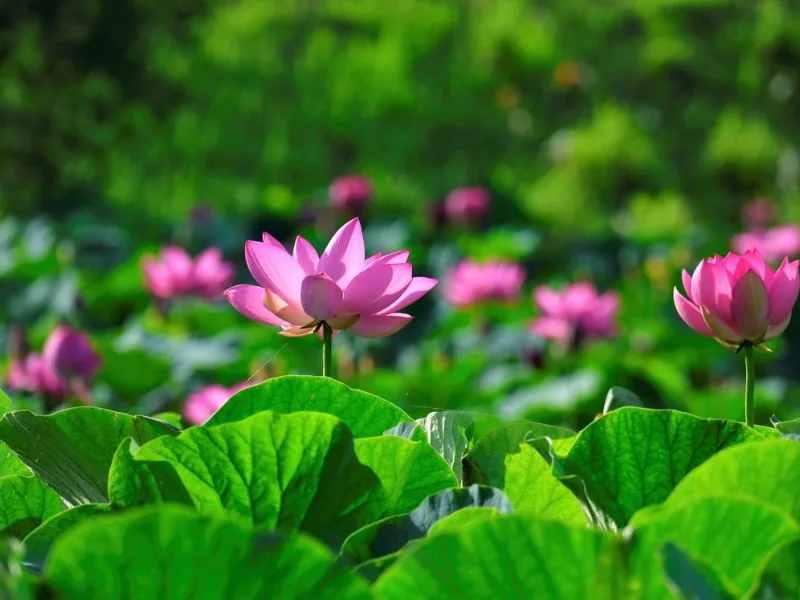 hoa sen hong co y nghia gi kham pha nhung thong diep sau sac